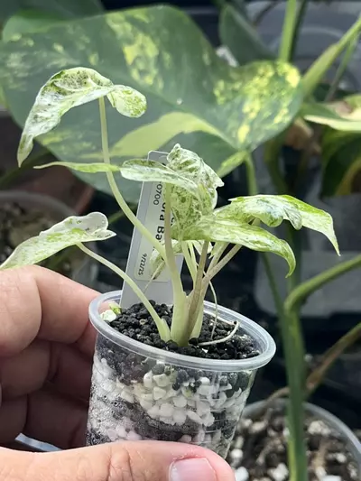 plant/Alocasia Odora Batik -#731-2-thumbnail