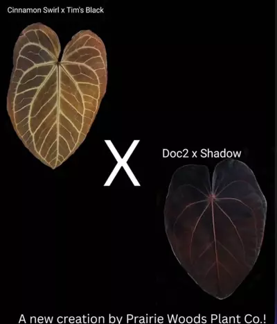 plant/Greauxing Woods Seedling Bundle-1-thumbnail