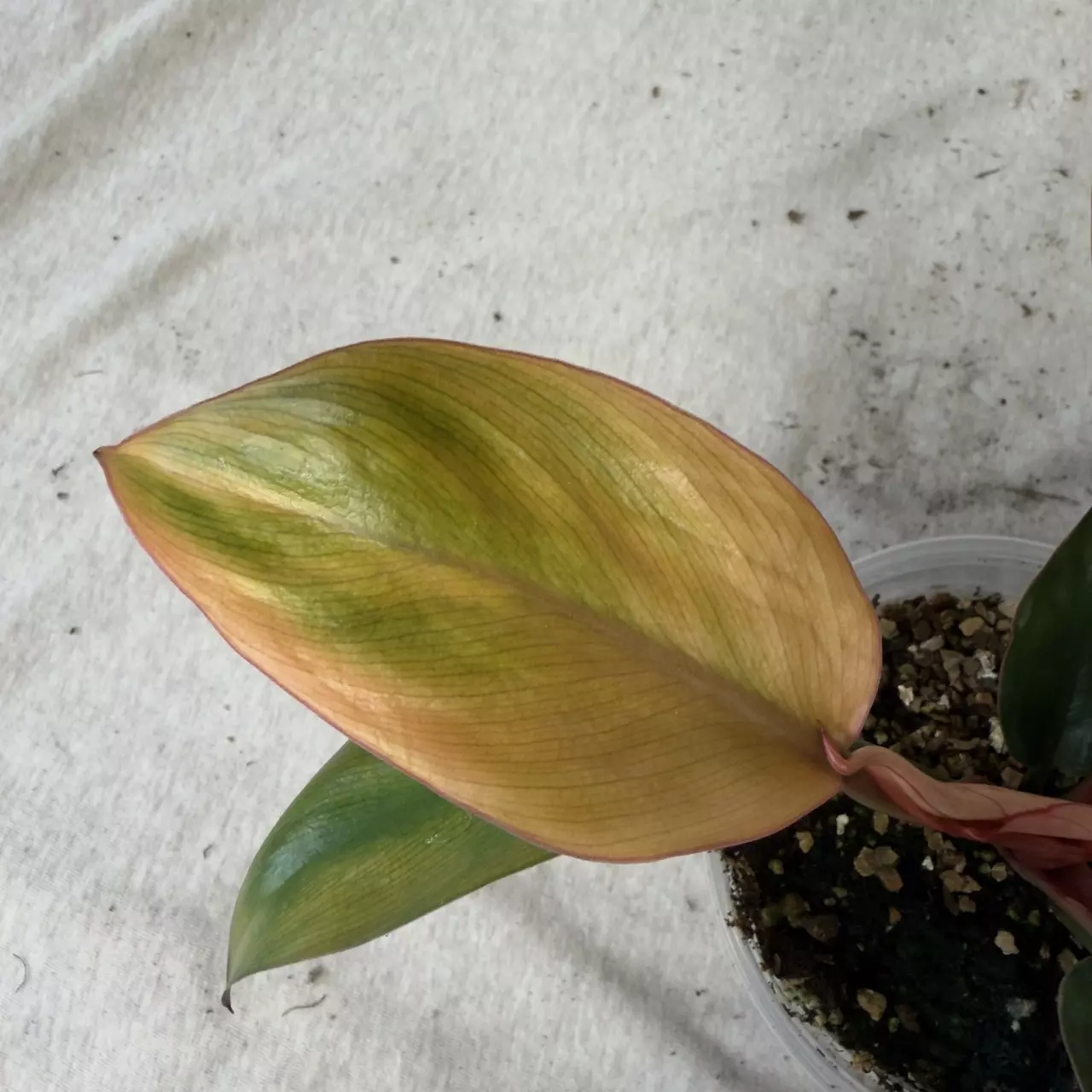 plant/Philodendron Yellow Congo Mint-1