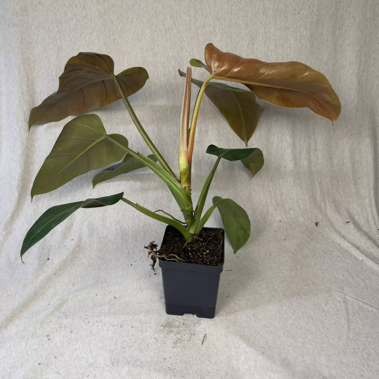 plant/Philodendron Maximum - Exact Plant-5