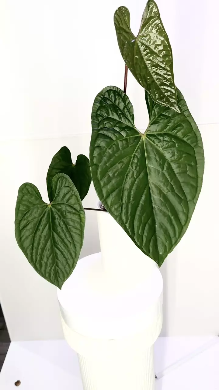 plant/Anthurium Luxurians x Sagittum XL in Cataphyll-0