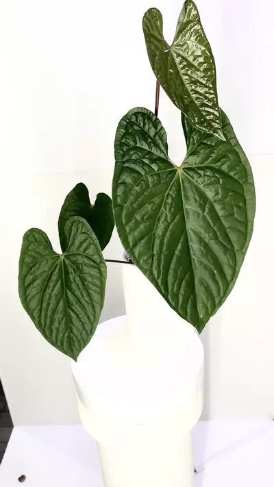 plant/Anthurium Luxurians x Sagittum XL in Cataphyll-0-thumbnail