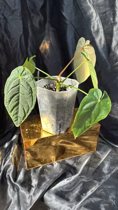 plant/TP319 Perky Night X Dressleri S1 MP-1-thumbnail