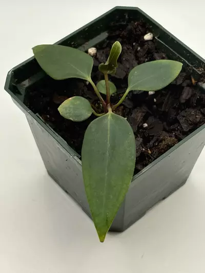 plant/Anthurium Port Dorito from Scott Cohen-2-thumbnail