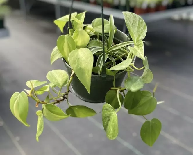 plant/Trailing Combo Philo Brazil, Pothos marble queen + Spider plant-0