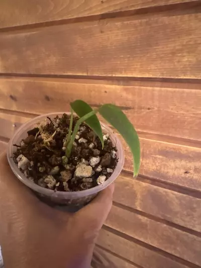 plant/Monstera Burl Marx Flame-0-thumbnail