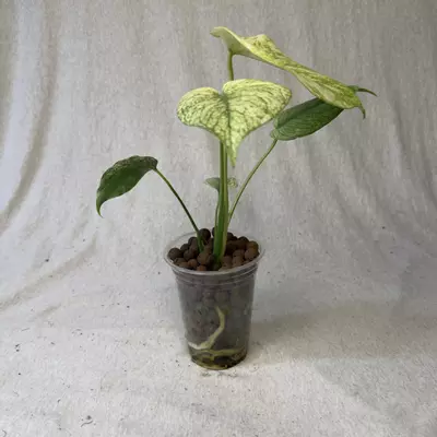 plant/Monstera White Monster Denser - Exact Plant-3-thumbnail