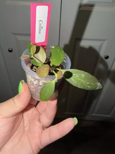plant/Hoya Collina-0-thumbnail