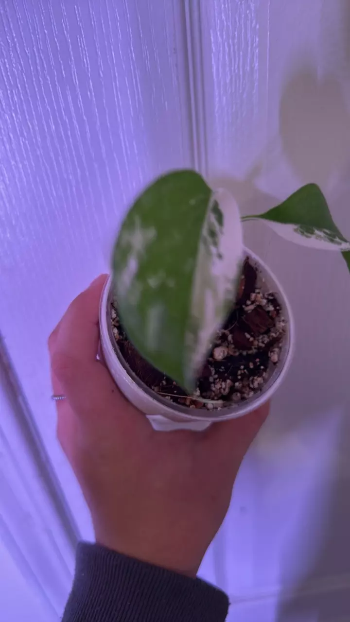 plant/Monstera albo starter-1