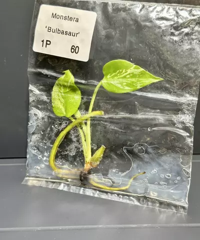 plant/BULBASAUR MONSTERA TC - SELLER'S CHOICE-1-thumbnail