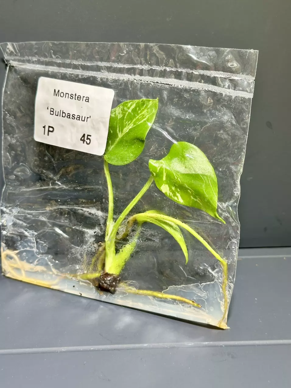 plant/BULBASAUR MONSTERA TC - SELLER'S CHOICE-0