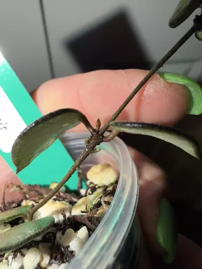 plant/Hoya Bakoensis-1-thumbnail