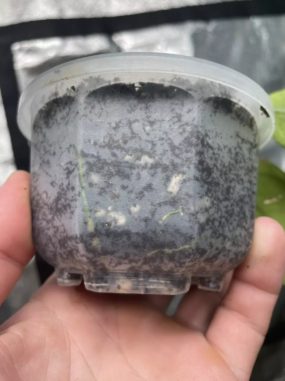 plant/Hoya Chicken Farm (1)-2