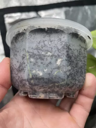 plant/Hoya Chicken Farm (1)-2-thumbnail