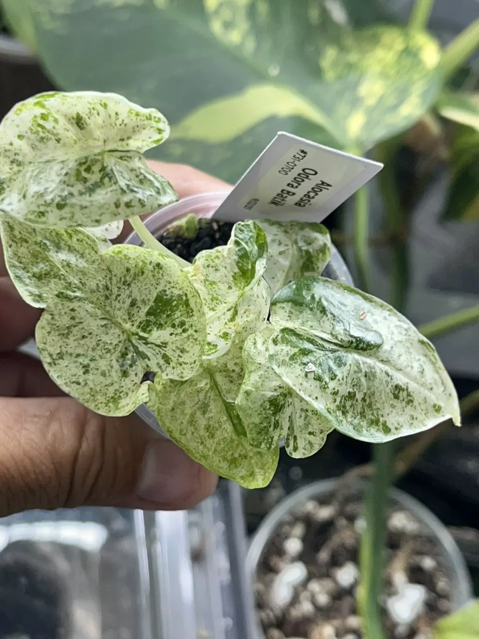 plant/Alocasia Odora Batik -#731-0