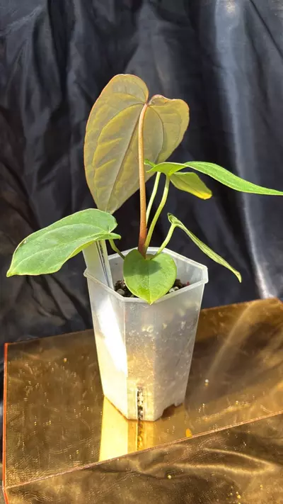 plant/TH312 (Mag x Crystal) X BVEP ‘Chubbs’-1-thumbnail