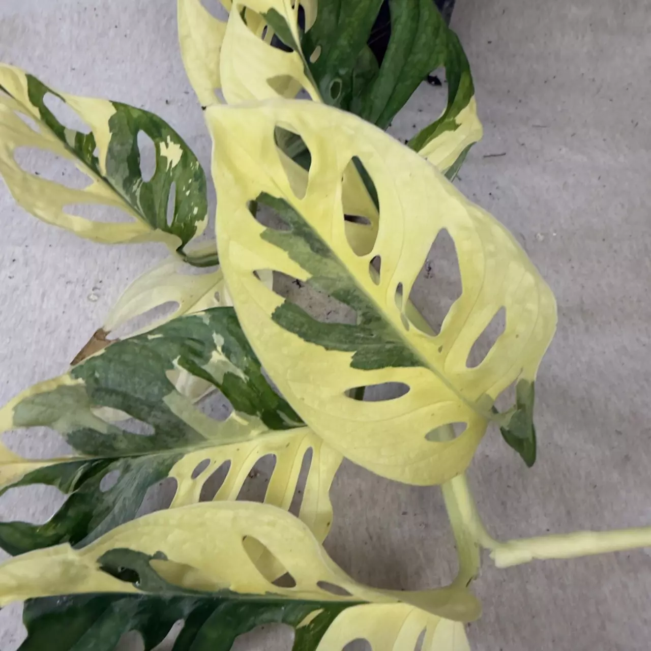 plant/Monstera Adansonii Albo - Exact Plant-1