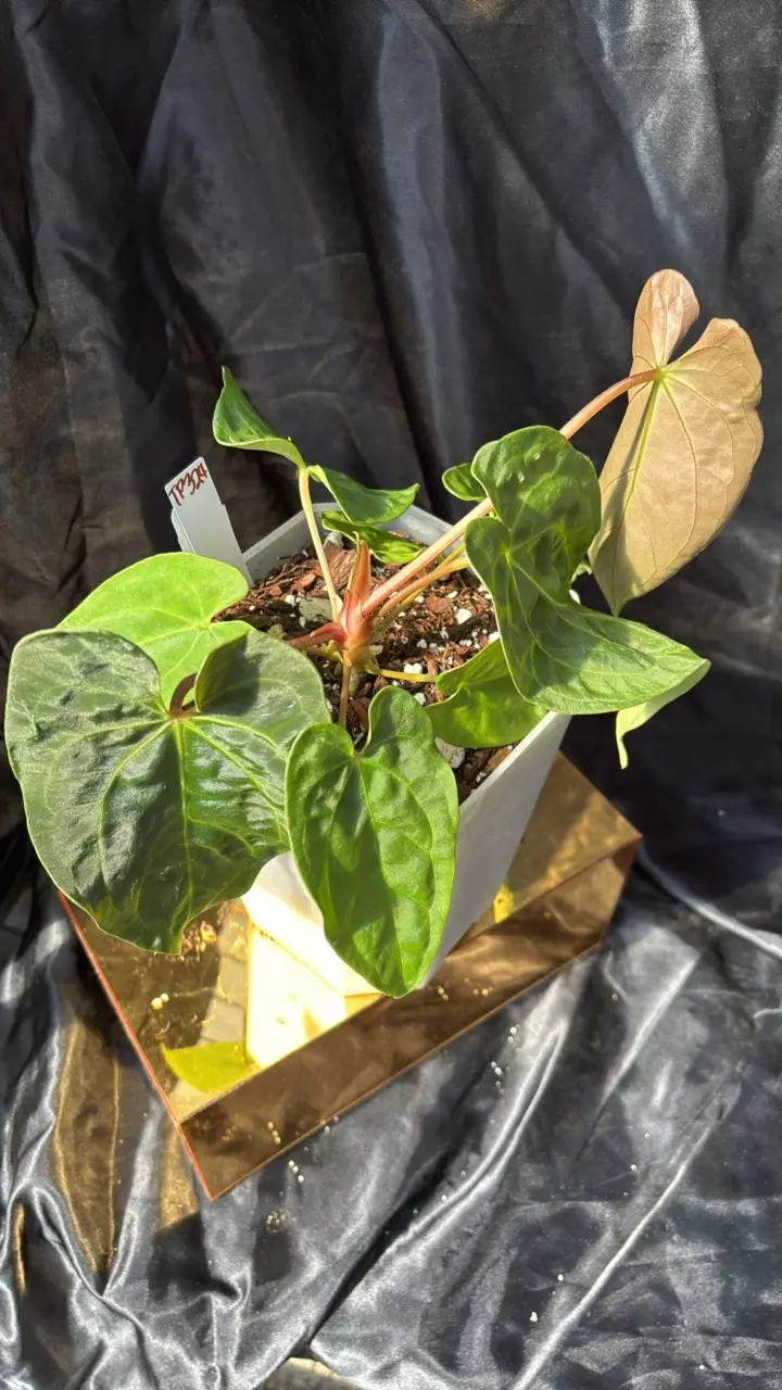 plant/TP324 (Carla x Pap) X (Bess x Dress)-2