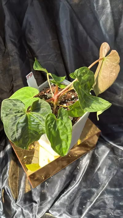 plant/TP324 (Carla x Pap) X (Bess x Dress)-2-thumbnail