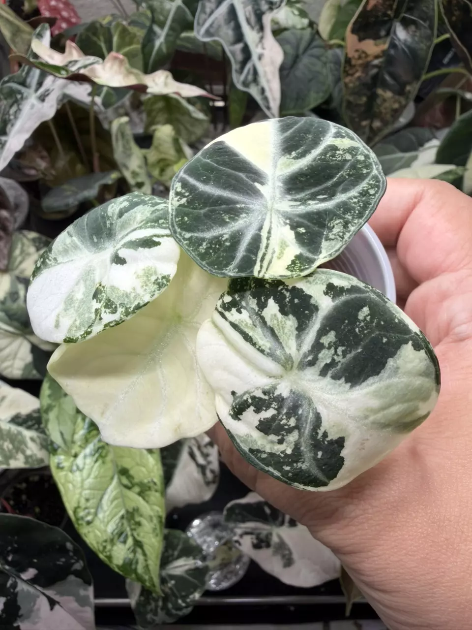 plant/Alocasia Ninja Albo-2