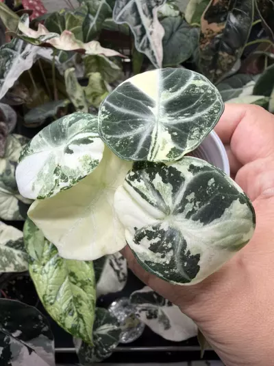 plant/Alocasia Ninja Albo-2-thumbnail