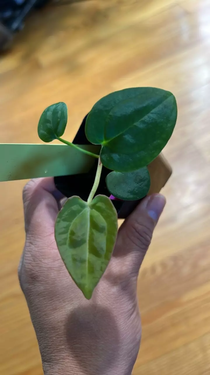 plant/anthurium Crystal x Pink Lemonade Bessea-0