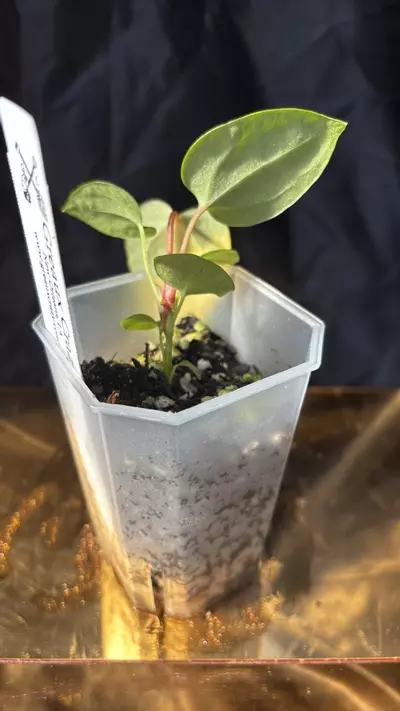 plant/TH310 (Ree Pap x NSE Port) X (Pap 8 x Soul Reaper) GC2-1-thumbnail