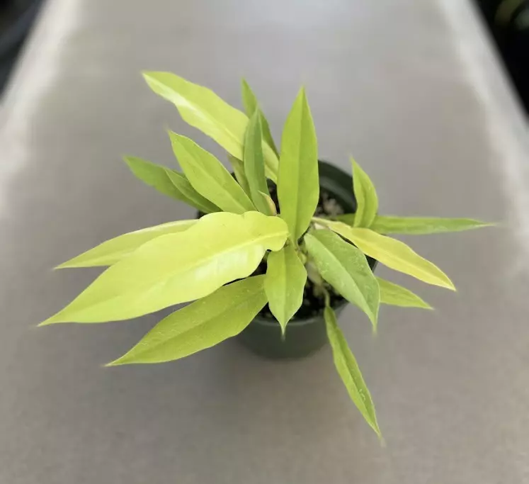 plant/Philodendron Golden Crocodile-0