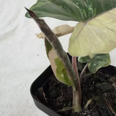 plant/Alocasia Yucatán Princess Aurea-2-thumbnail