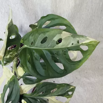 plant/Monstera Adansonii Albo - Exact Plant-5-thumbnail