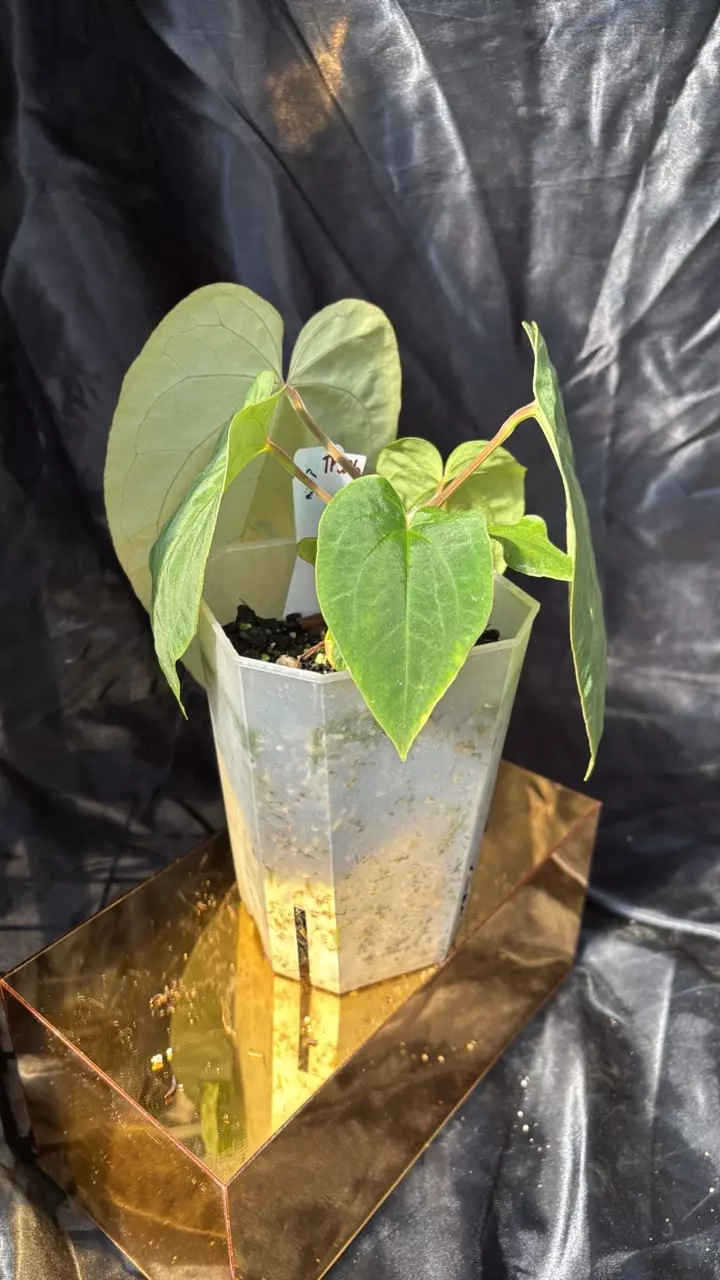 plant/TP326 (Pap x Dress) X Eastern Dress-2