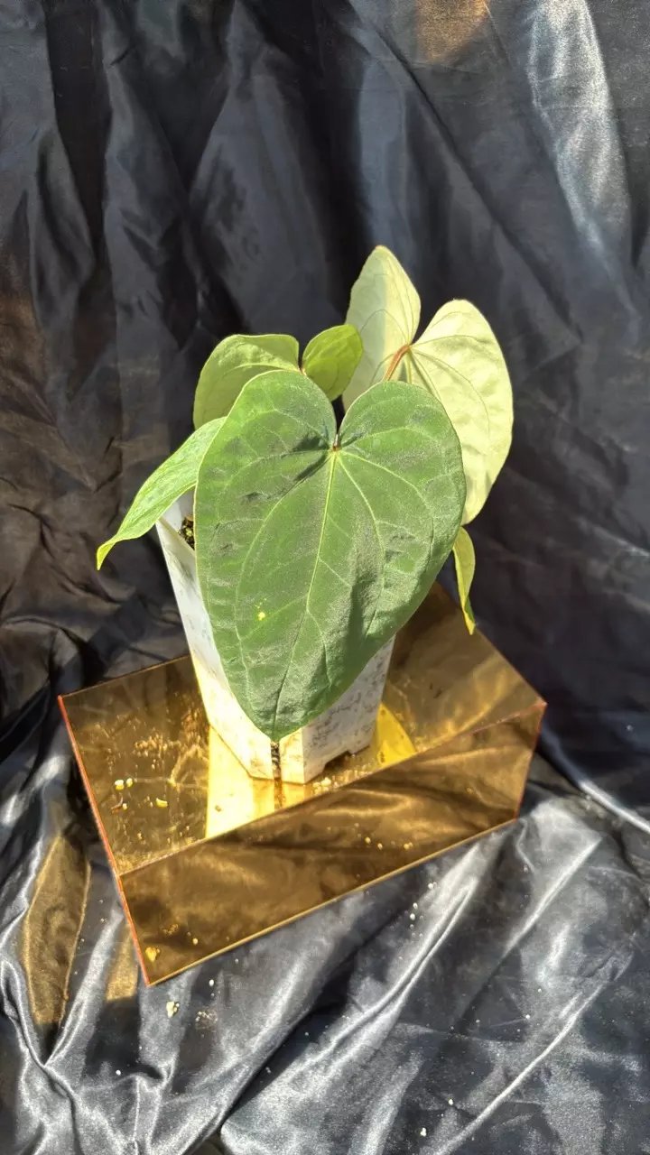 plant/TP326 (Pap x Dress) X Eastern Dress-1