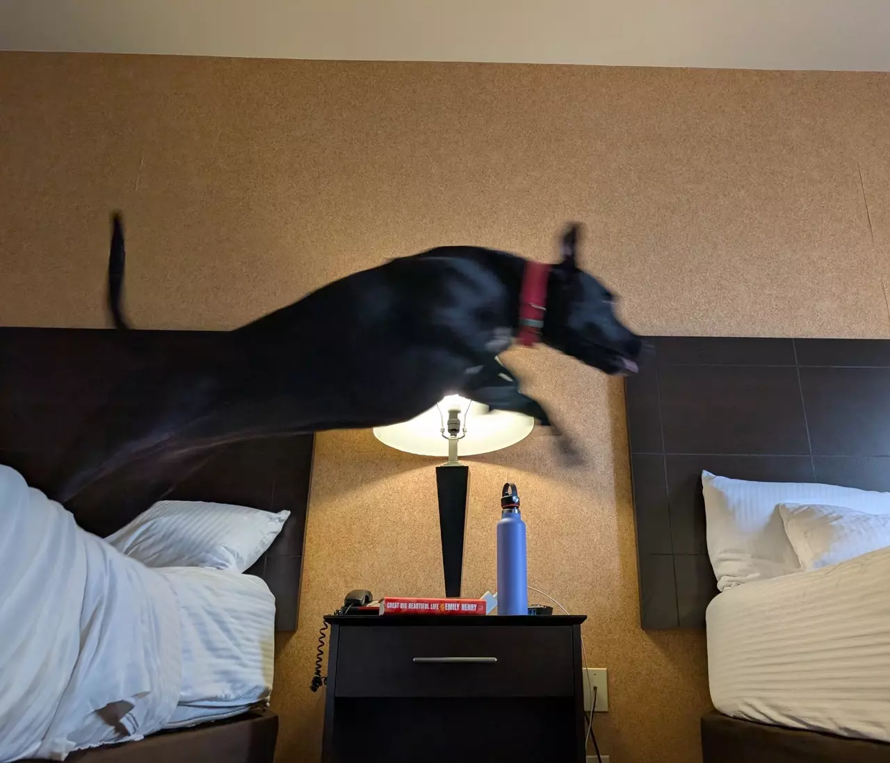 plant/Upgrade to Next Day Air-0