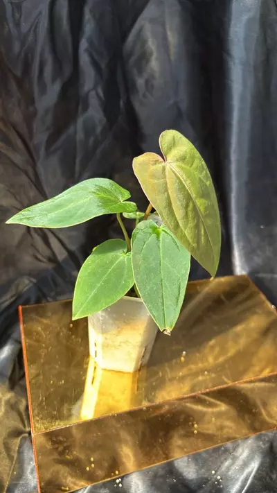 plant/TH312 (Mag x Crystal) X BVEP ‘Chubbs’-2-thumbnail