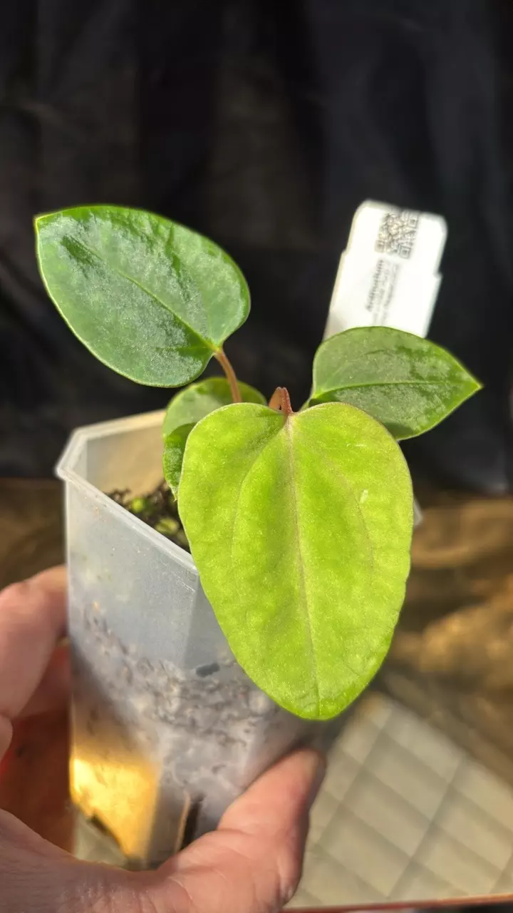 plant/TH310 (Ree Pap x NSE Port) X (Pap 8 x Soul Reaper) GC2-0