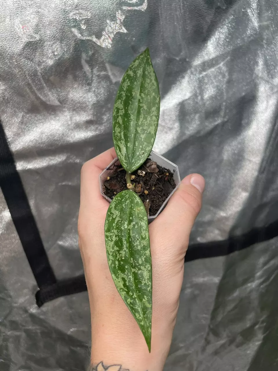 plant/Hoya Rangsan Splash (1)-0