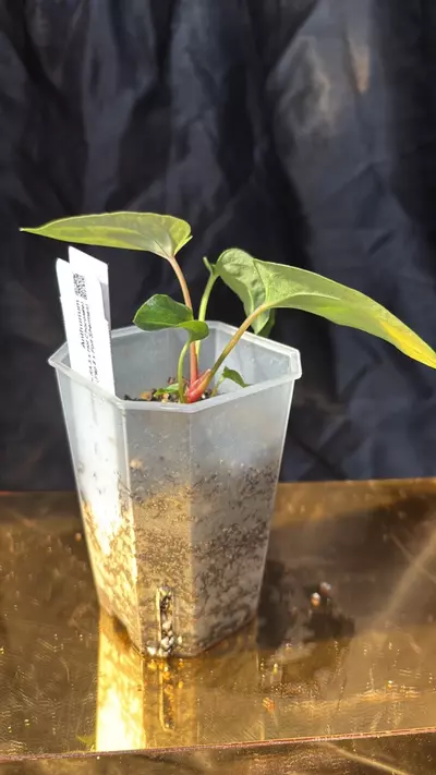 plant/TH313 (RA5 x Hot Chocolate) SKG X (Pap 8 x Fort Sherman)-3-thumbnail