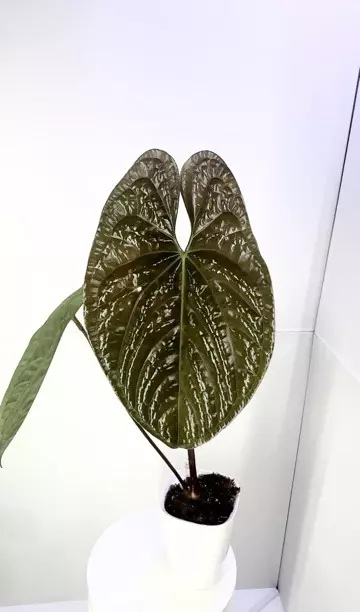 plant/Flowering Anthurium Luxurians x Sagittatum Mother Plant-0