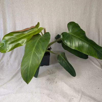 plant/Philodendron Maximum - Exact Plant-0-thumbnail