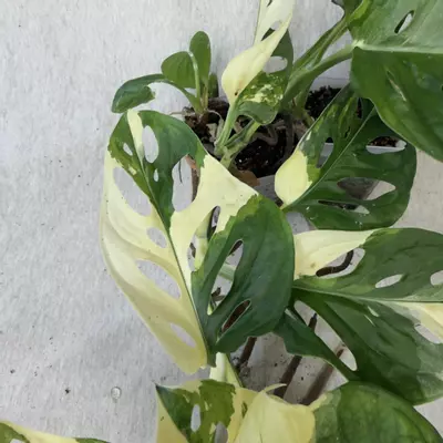 plant/Monstera Adansonii Albo - Exact Plant-4-thumbnail