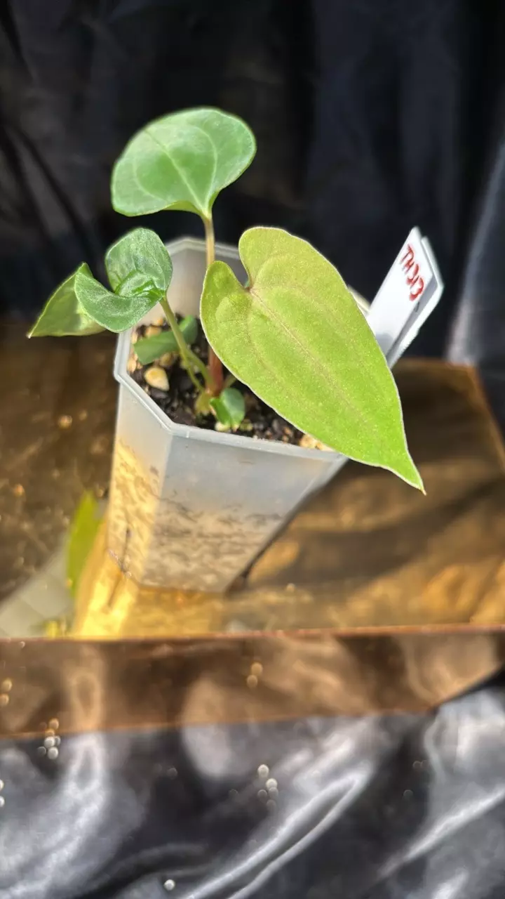 plant/TH313 (RA5 x Hot Chocolate) SKG X (Pap 8 x Fort Sherman)-0