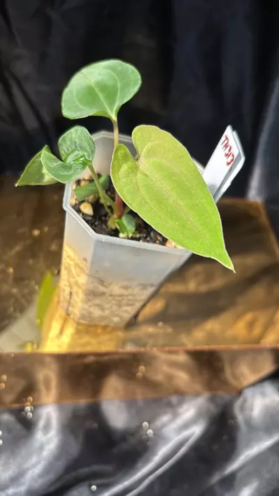 plant/TH313 (RA5 x Hot Chocolate) SKG X (Pap 8 x Fort Sherman)-0-thumbnail