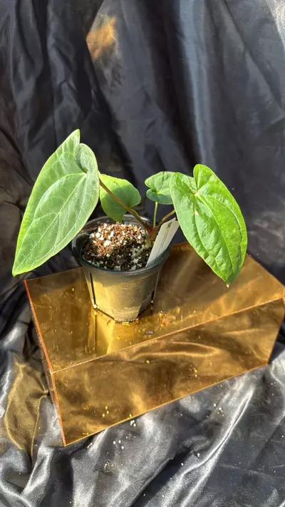 plant/TP315 (Pap 8 x Soul Reaper) x A+ Pap-1-thumbnail