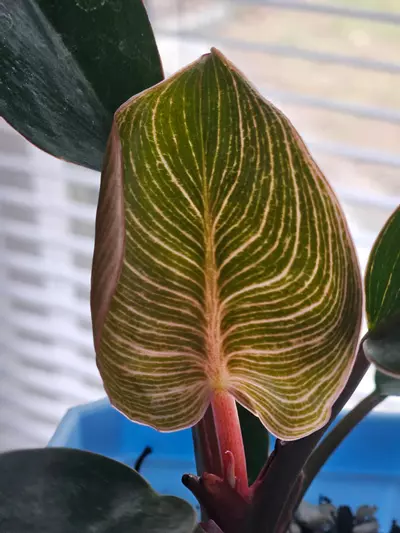 plant/Philo 'Pink Birkin'-1-thumbnail