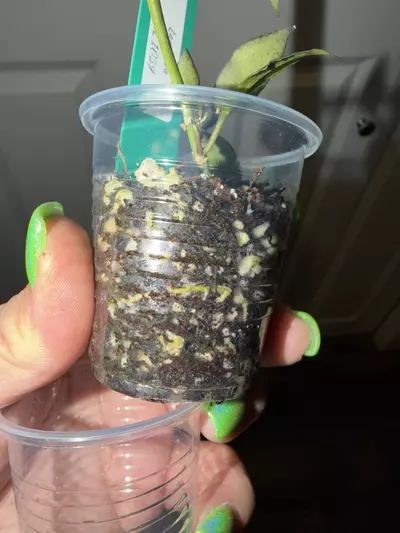 plant/Lacunosa IML 1039-2-thumbnail