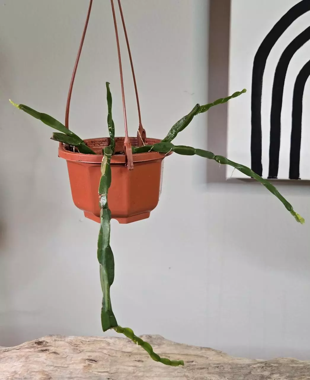 plant/Rhipsalis Paradoxa Hanging Mini Basket-0