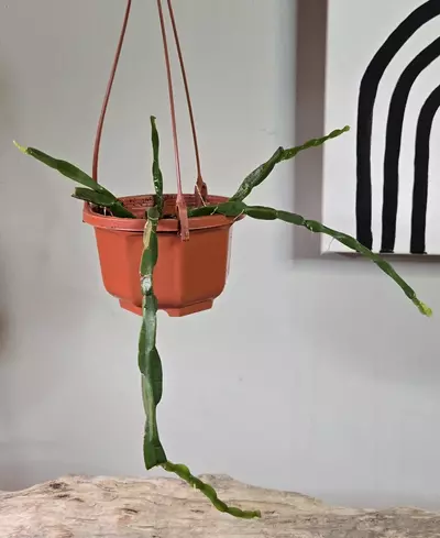 plant/Rhipsalis Paradoxa Hanging Mini Basket-0-thumbnail