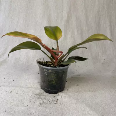 plant/Philodendron Yellow Congo Mint-4-thumbnail