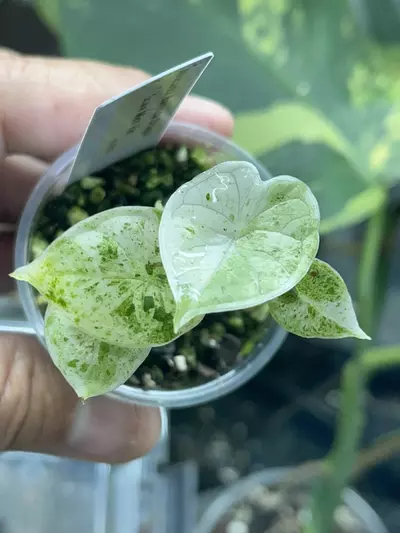 plant/Alocasia Baginda Dragon Scale!-0-thumbnail