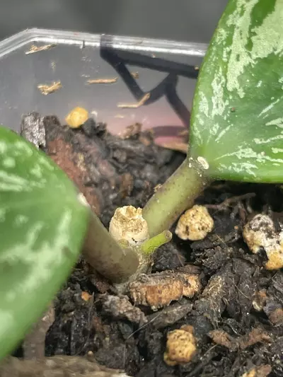 plant/Hoya Rangsan Splash (1)-1-thumbnail